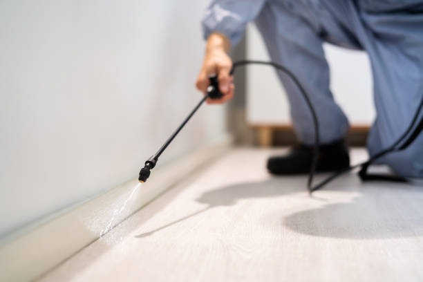 Licensed Rodent Control service in California, CA - Nex Pest Control